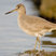 Willet